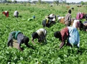 Le foncier est au centre du programme de transformation de l'Afrique