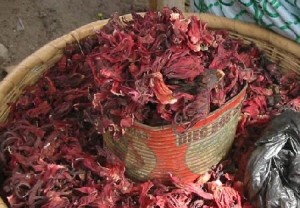 PH : DR - Fleurs d'hibiscus 