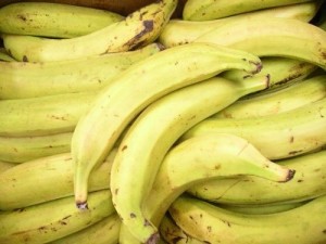 CARBAP ambitionne de développer des semences d’une capacité de production de 40 tonnes de banane plantain à l’hectare