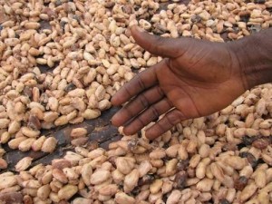 Ph : Dr - Le Ghana doit revoir à la baisse son objectif de produire 835 000 tonnes de cacao pour la campagne 2013-2014