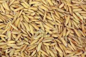 PH : DR- L’office du Niger envisage porter la production de riz paddy à 737 465 tonnes durant la campagne 2013-2014 et à 1 250 000 tonnes lors de la campagne agricole 2017-2018.