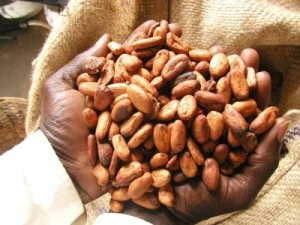 PH: Dr - La production ougandaise de cacao connaîtra une hausse de 26,3% cette saison