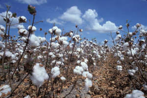 Ph: Dr - La hausse du prix du coton  de 20% de la production intervient alors que le prix net d’achat du coton a été fixé à 265 francs CFA le kilogramme