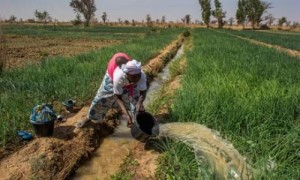 Mali-Irrigation agricole