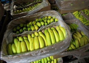 Ph: DR :En dépit de ces bons résultats, le pays continuait toujours à importer de la banane