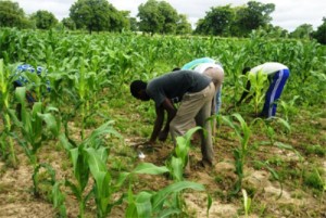 Ph/DR-: Ils sont  plus de 2000 jeunes recrutés en 2007 au titre d’Agents contractuels de l’Etat dans les exploitations agricoles