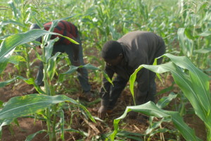 Ph/DR-: La maîtrise de l’eau pour laquelle, il faut prendre des dispositions pour mobiliser des ressources au financement de grands projets structurants pour le secteur agricole est l'une des préoccupation de l'actuel gouvernement