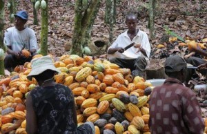 Ph/DR-: Reuters indique que les fortes pluies enregistrées par les principaux bassins cacaoyers du pays ont peut-être changé la donne.