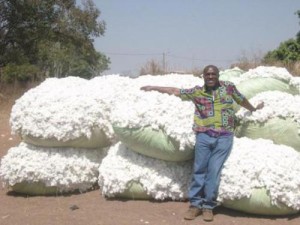 Ph/DR-: le prix d’achat net du coton graine à payer aux producteurs par les égreneurs est de 260 FCFA le kilo, pour le premier choix de coton graine, et de 210 FCFA le kilo, pour le deuxième choix de coton graine