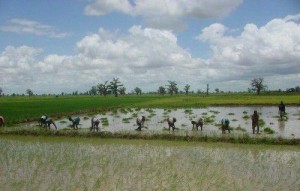 Ph:DR: le Mali espère franchir  le cap de l’autosuffisance  comme le Sénégal, la Côte d’Ivoire ou le Nigéria.