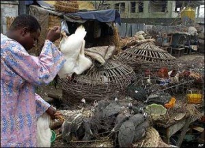 Ph/DR-: La grippe aviaire rôde toujours autour de l’enclos, les éleveurs béninois doivent maintenir la veille.