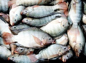 Ph:DR- Le Nigéria dépense 700 millions $ dans les importations de poissons chaque année 