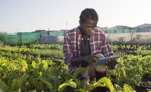 Ph: DR- Des bourses de l'Union africaine pour la recherche agricole au profit de la jeunesse