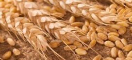 Céréales : Le Burkina Faso veut relancer sa production de blé