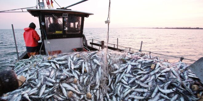 OMC : Entrée en vigueur de l’Accord de l’OMC sur les subventions à la pêche