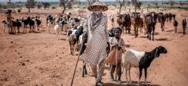 Pastoralisme : Aujourd’hui plus que jamais, nous devons porter attention au pastoralisme au Sahel et en Afrique de l’Oue